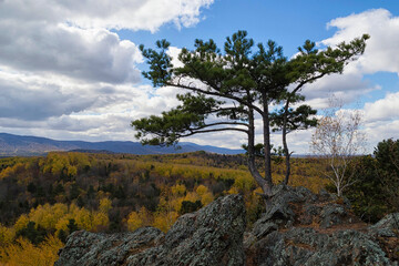 Fall colors of the Ussuri taiga. Bolshekhekhtsirsky Nature Reserve. Khabarovsk Krai, far East, Russia.