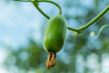 Wax gourd or Chalkumra of Indian subcontinent spicy vegetable
