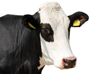 Close-up of a white and black head of a cow (heifer) isolated on transparent or white background....