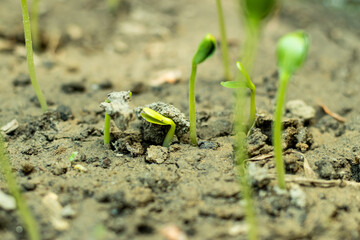 Watermelon seed germinates easily and quickly, within a few days