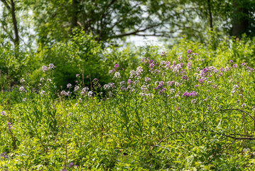 Dame's Rocket Growing Wild Along The Trail
