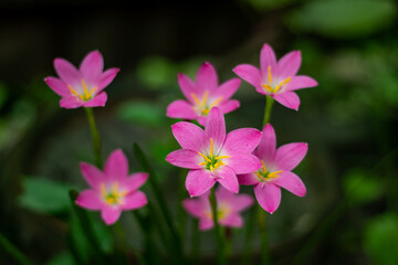 Pink rain lily is a perennial, Pink Rain Lily deep glossy green flower
