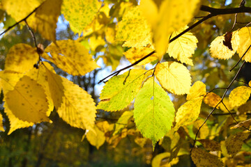 yellow leaves of aspen tree with sunlight on background