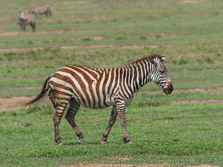 Fototapeta na wymiar Zebra Giving Birth