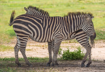 Zebra Tarangiri National Park
