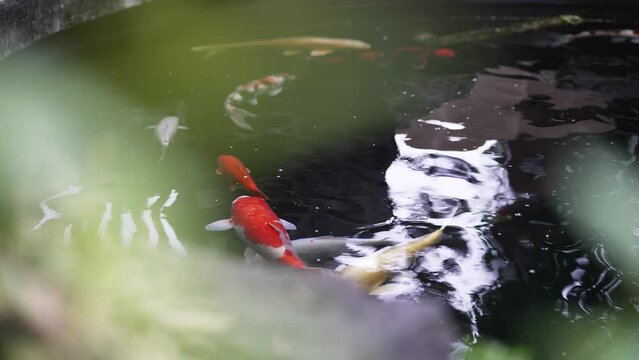 kio fih pond