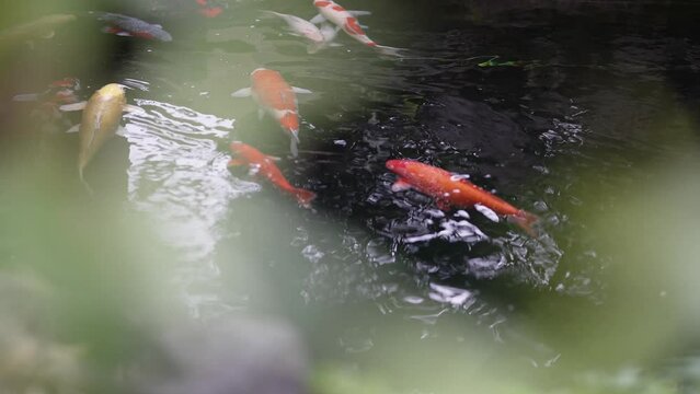 kio fih pond