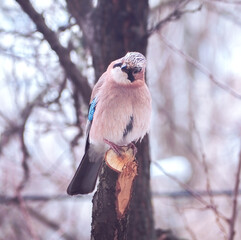 Jay sitting at the branch