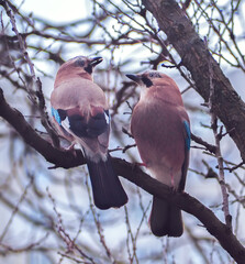 Jay sitting at the branch