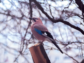 Jay sitting at the branch