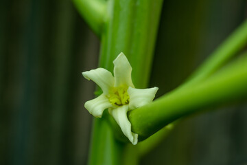 Papaya flowers are fragrant and have five cream-white to yellow-orange petals