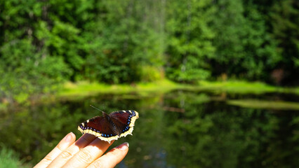 Butterfly Nymphalis antiopa or mourning cloak or Camberwell beauty sits on fingers against...