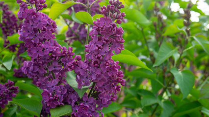 Obraz premium Purple lilac or syringa grows on a bush against the background of leaves close-up. Flowering woody plant
