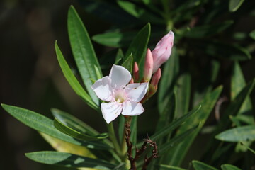Obraz na płótnie Canvas Cambodia. Nerium oleander. It is the only species currently classified in the genus Nerium, belonging to subfamily Apocynoideae of the dogbane family Apocynaceae. 