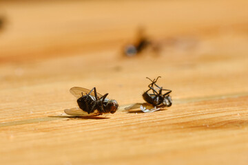 Dead flies on a wooden floor. Black dead house fly lying on a wooden background. Shallow depth of field