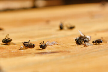 Dead flies on a wooden floor. Black dead house fly lying on a wooden background. Shallow depth of field
