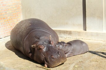 Big hippo with its baby in the zoo