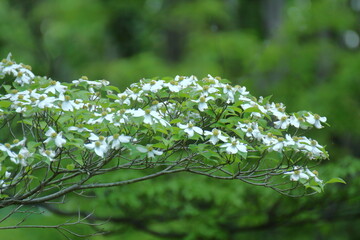 アメリカからの贈物
