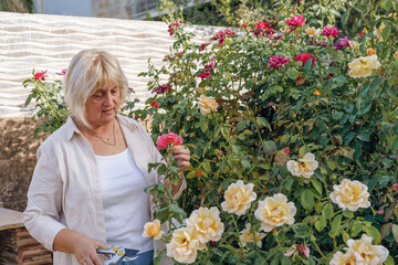 Care of plants in the garden. Senior woman with garden pruners cuts off dry buds.