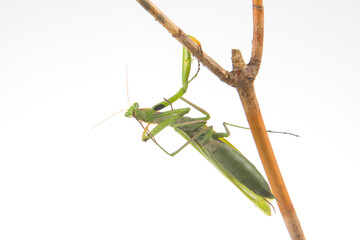 green praying mantis sits on a tree branch on a white background. insect predator. nature and zoology