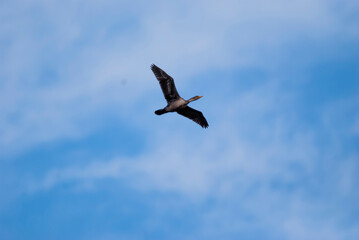 Double Crested Cormorat flying overhead