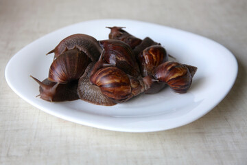 Tropical snails Achatina fulica with shell.