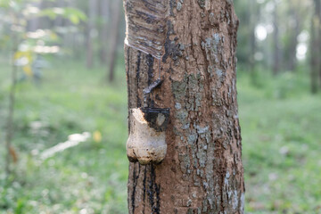 Selective focus of a bottle hang on rubber tree as a rubber sap tapping process