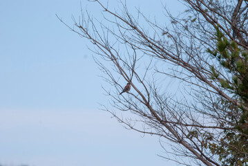 American Kestrel in a tree