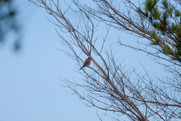 American Kestrel in a tree