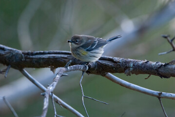Yellow Rumped Warbler perched on a branch