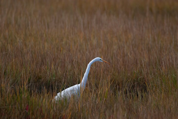Great Egret in the Marsh