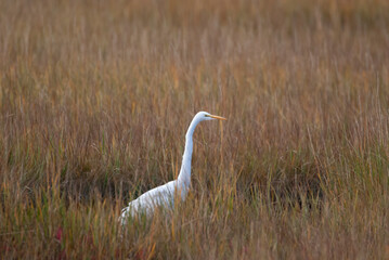 Obraz na płótnie Canvas Great Egret in the Marsh