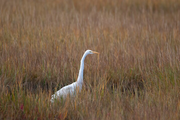 Great Egret in the Marsh