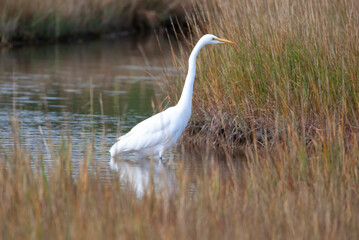 Great Egret in the Marsh
