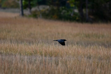 American Crow in the Marsh