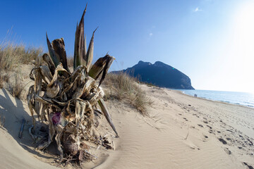 Fototapeta na wymiar beach of sabaudia at circeo latina
