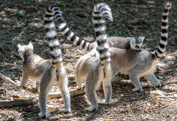 Kattas im Monkeyland in Plettenberg Bay S&uuml;dafrika