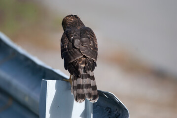 Coopers Hawk in down town