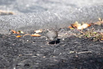 Dark Eyed Junco in a lot