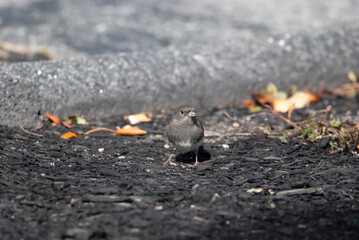 Dark Eyed Junco in a lot