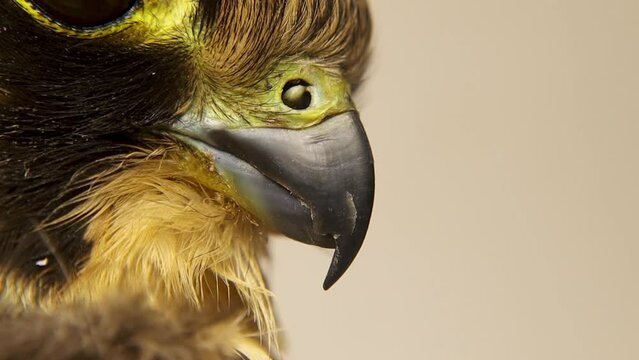 Falcon.
Closeup sharp beak and tubercles.
Eurasian hobby, subgenus Hypotriorchis