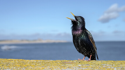 Starling, Sturnus vulgaris, adult male singing on the sea wall