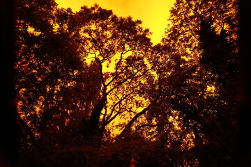 orange sky with silhouette trees, with dark edges