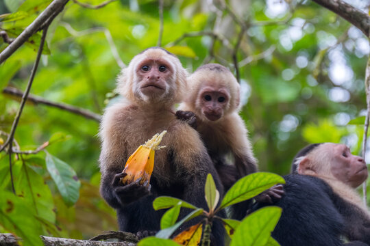 Monos capuchino con su cría en la selva de Tortuguero de Costa Rica