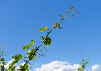 Vine shoot on bright blue sky background