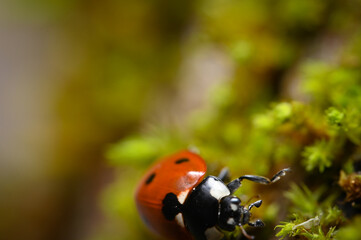 ladybird on a moss. macro photography of a ladybug