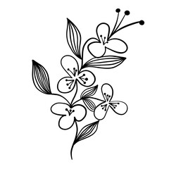 Wildflower line doodle isolated 