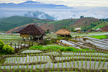 Traditional homestay in the middle of the rice fields on terraced of Ban Pa Bong Piang in Chiangmai, Thailand....