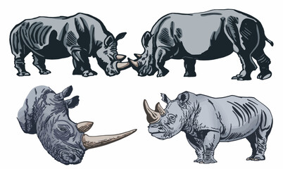 Color  set of rhinoceroses on white isolated, vector illustration,graphical drawing. Stylish print elements, savanna habitant