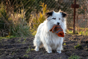 Dog with a mitten in its mouth